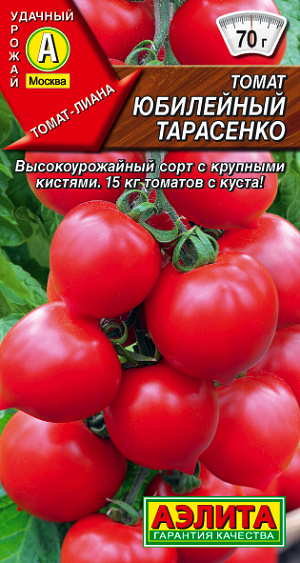 Томат Юбилейный Тарасенко кистевой по 40 плодов продолжительное плодоношение  #1