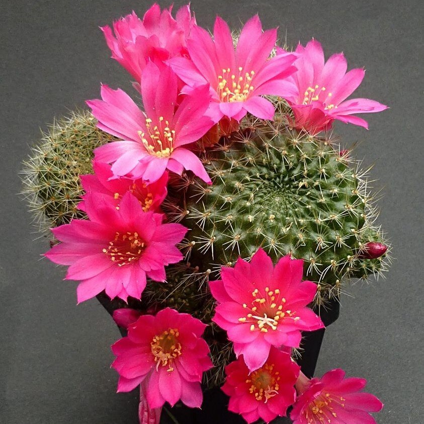 Суккулент Кактус Rebutia violaciflora семена (10 ШТ) #1