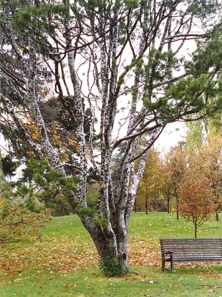 Семена Сосна Бунге (Pinus bungeana), 10 штук #1