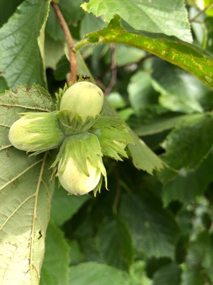 Семена Лещина обыкновенная (Corylus avellana), 10 штук #1