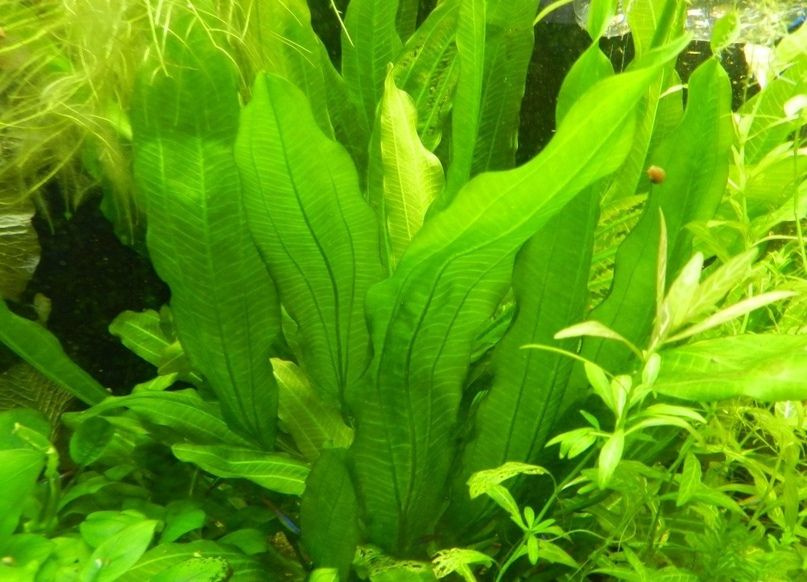 Эхинодорус аргентинский. Echinodorus argentinensis. эхинодорус флоренс.