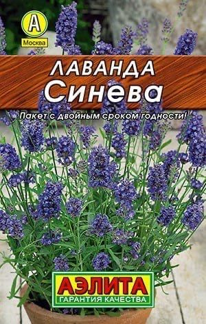 ЛАВАНДА СИНЕВА. Семена. Вес 0,1 гр. Декоративное и лекарственное , вечнозеленое растение с уникальным #1