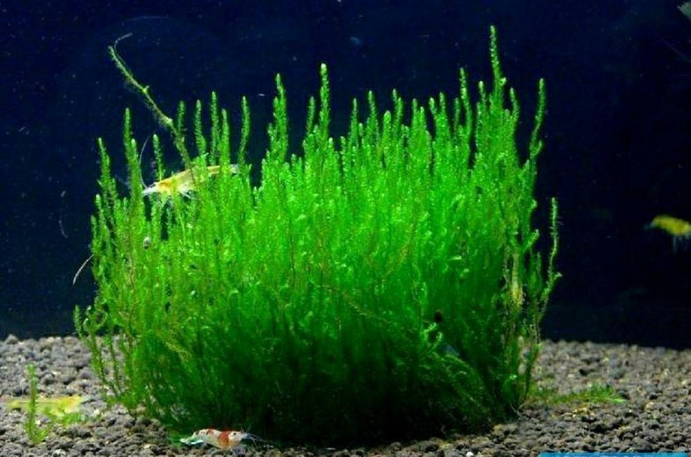 Аквариумный мох Стринги (Leptodictyum riparium "Stringy"). Живое ...
