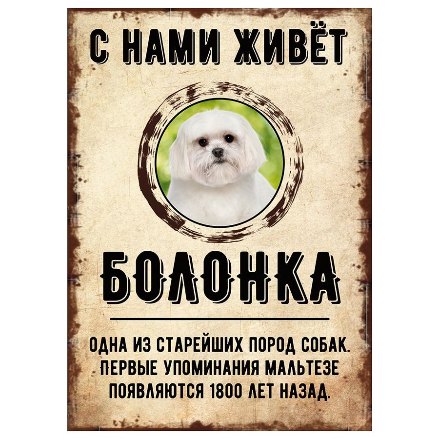 Табличка, декоративная, DANGER DOG, С нами живет Болонка, 18см х 25см  #1