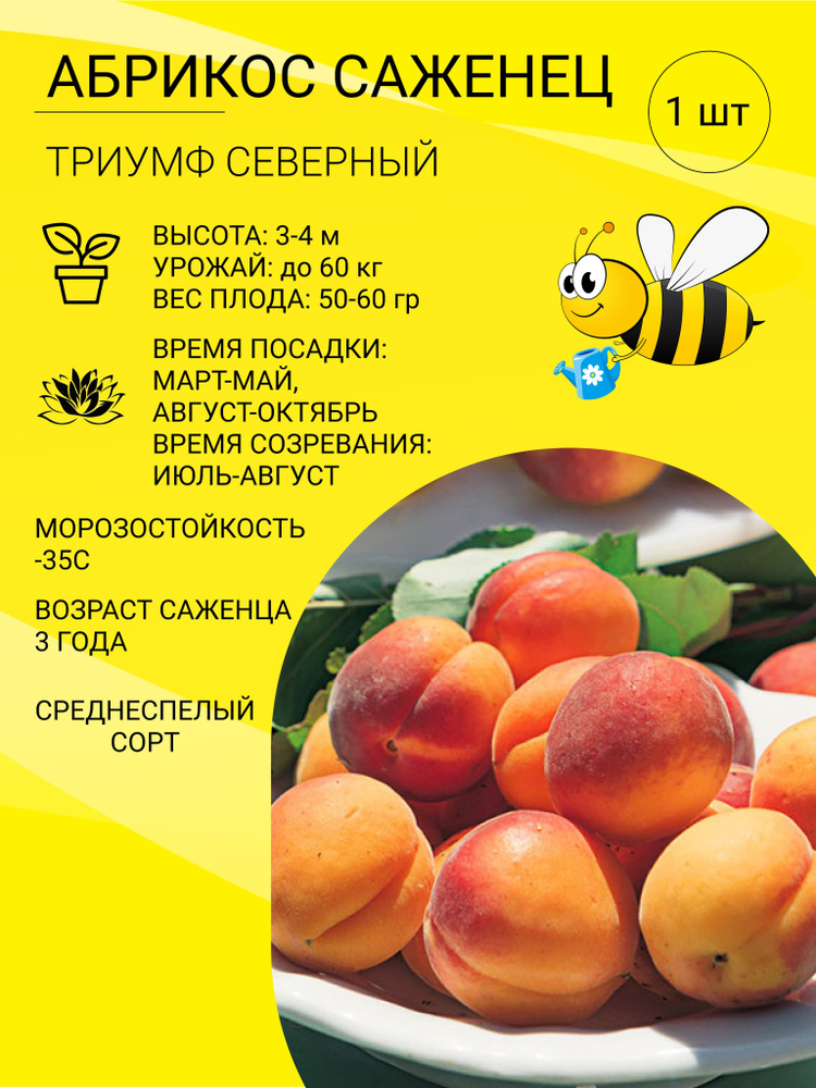 Клубни Абрикос купить по выгодной цене в интернет-магазине OZON ...