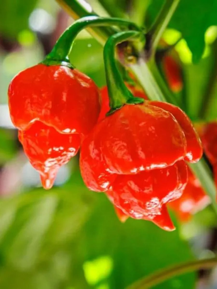 Семена Острый перец Trinidad scorpion red (Тринидад скорпион красный), 5 штук  #1