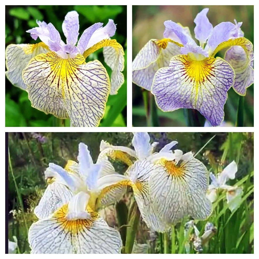 Ирис болотный Ally Oops (Элай Упс), 2 шт - купить с доставкой по ...