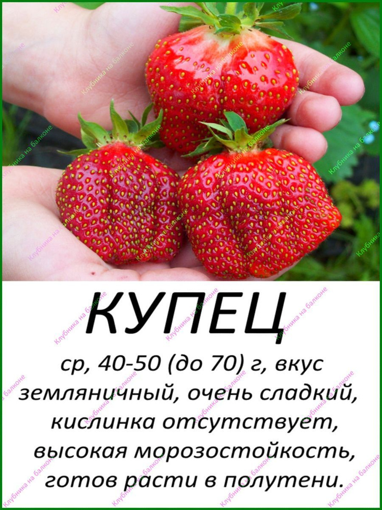 Земляника и клубника Купец_1 - купить по выгодным ценам в интернет ...