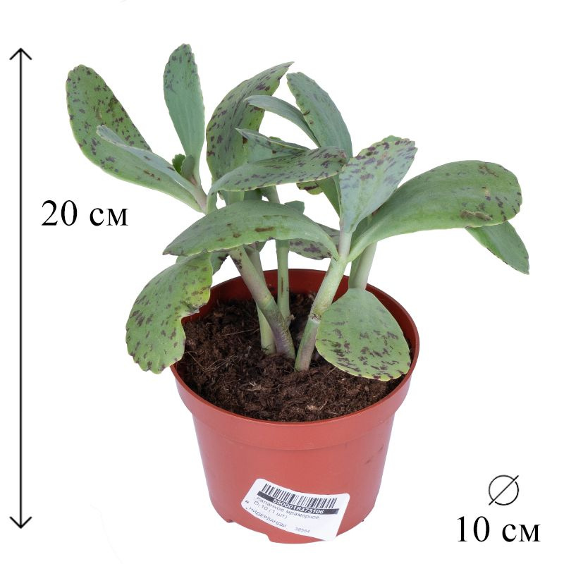Каланхое мраморное D-10 см #1