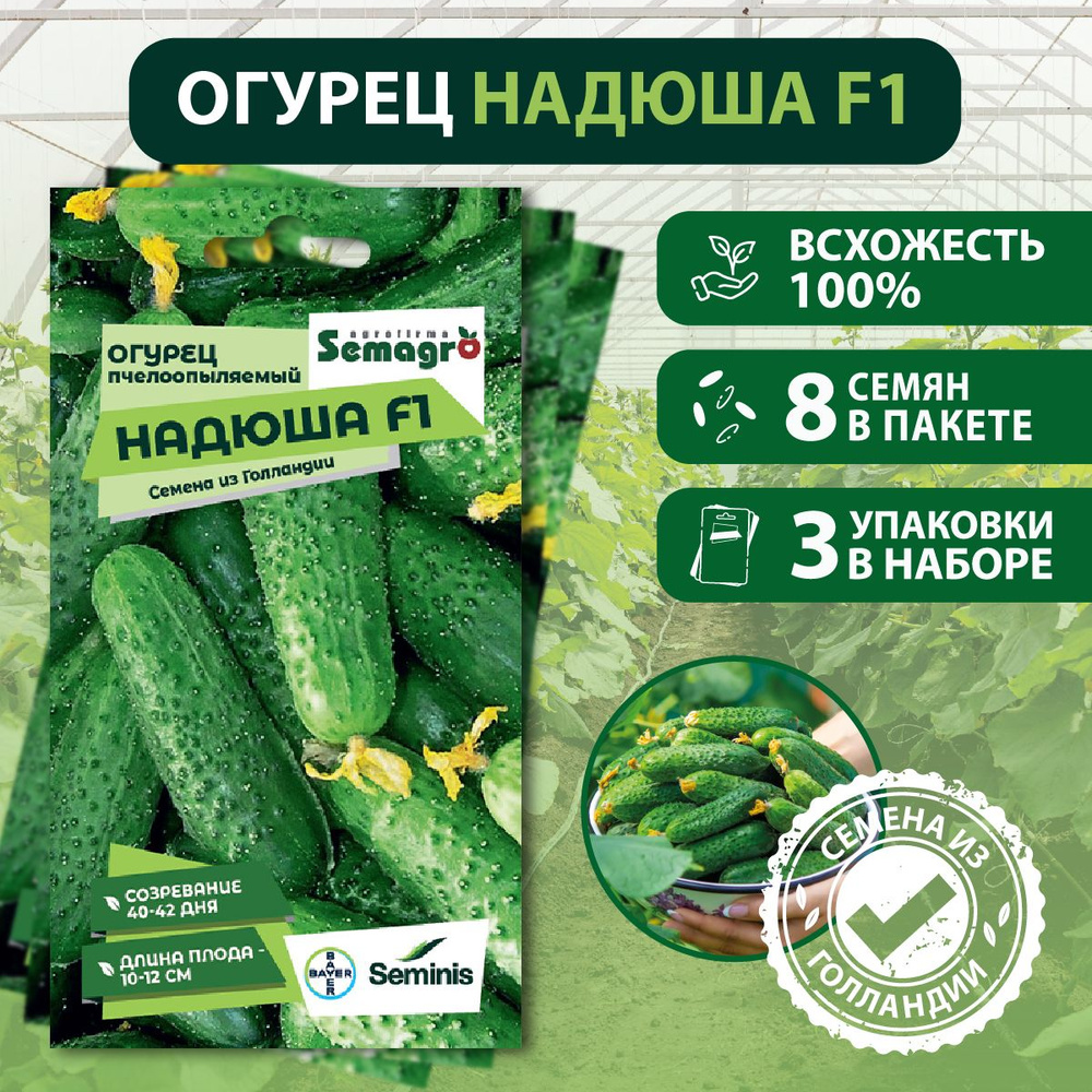 Огурцы Seminis овощи_3 - купить по выгодным ценам в интернет-магазине OZON  (1294004716)