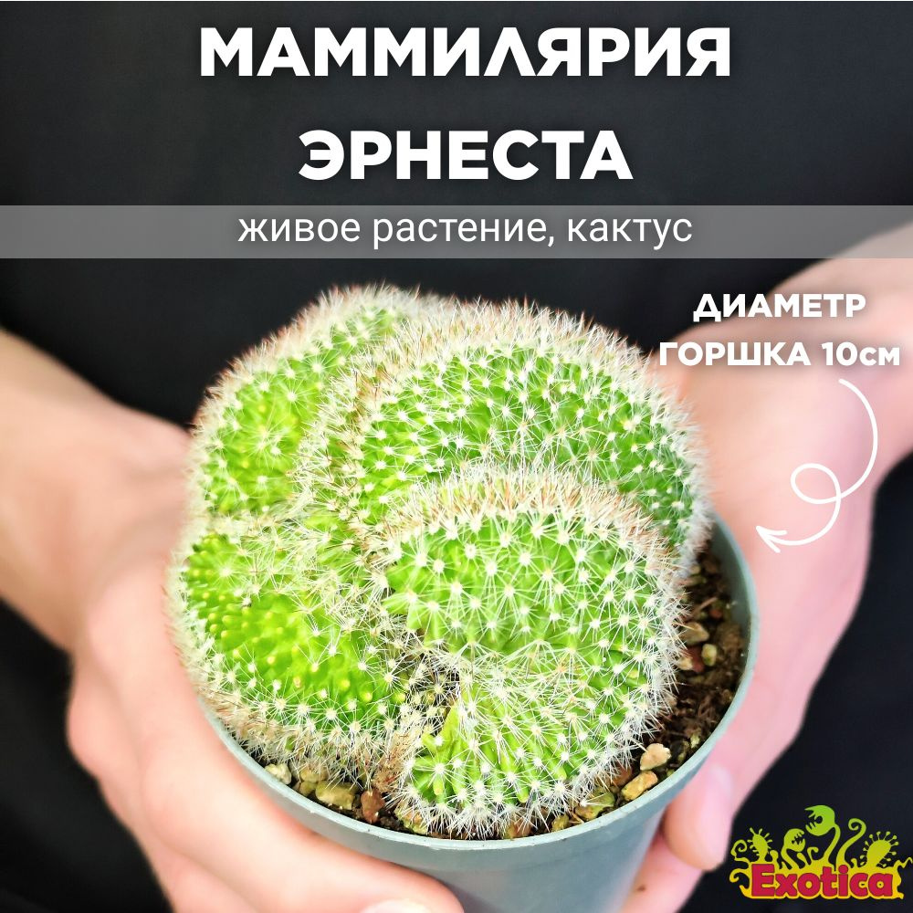 Маммилярия Эрнеста Крестата (Mammillaria Ernestii Crestata) D10см #1