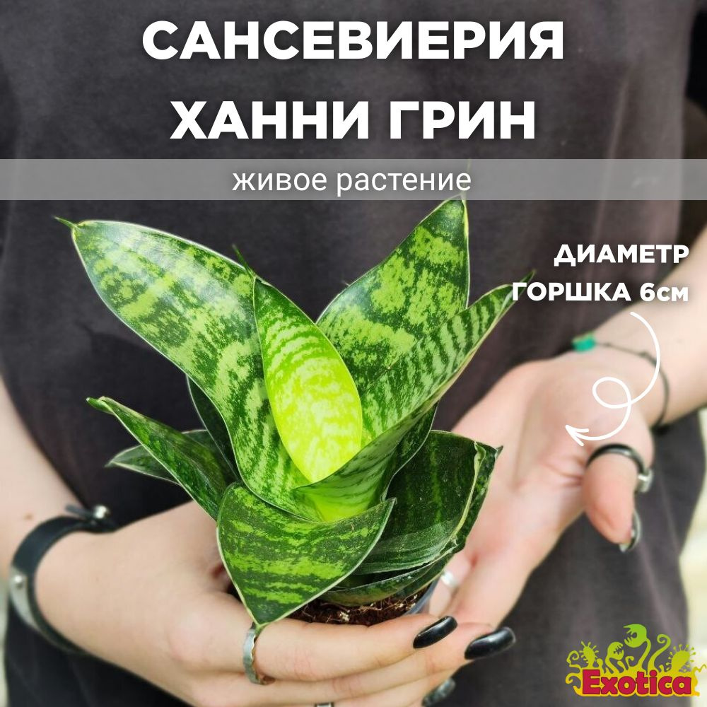 Сансевиерия Ханни Грин (Sansevieria Hahnii Green) D6см