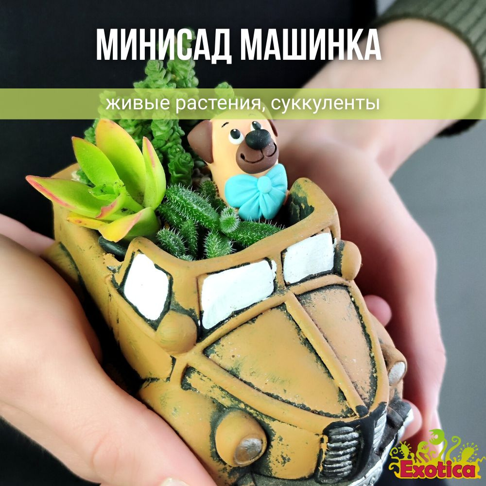 Минисад "Машинка" с суккулентами #1