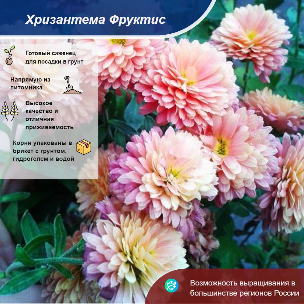 Хризантема Фруктис (Мультифлора/Бледно-розовая) - купить с доставкой по ...