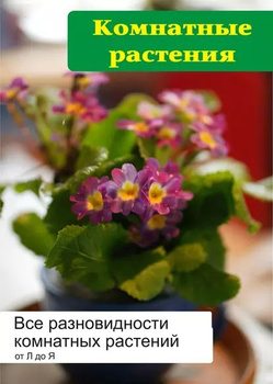 8 самых неприхотливых комнатных растений — INMYROOM