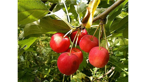 Яблоня Ранетка - купить с доставкой по выгодным ценам в интернет ...