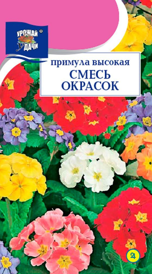 Примула особенности. Примула высокая смесь окрасок. Семена поиск примула высокая Колоссея 0.05 г. Отличие примулы от вербены.