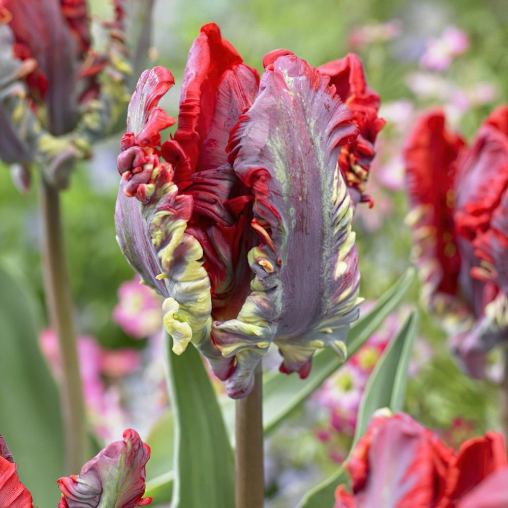 ТюльпанпопугайныйРококо5шт.