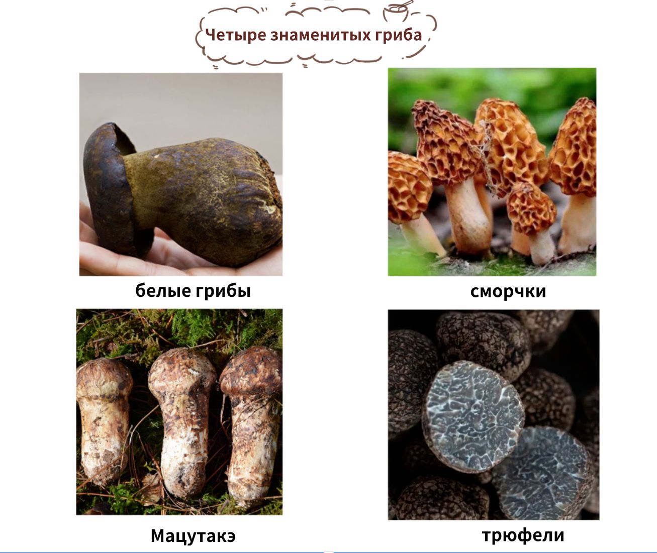 Чистый натуральный дикий сморчок (сморчки высшего качества, собранные в ...