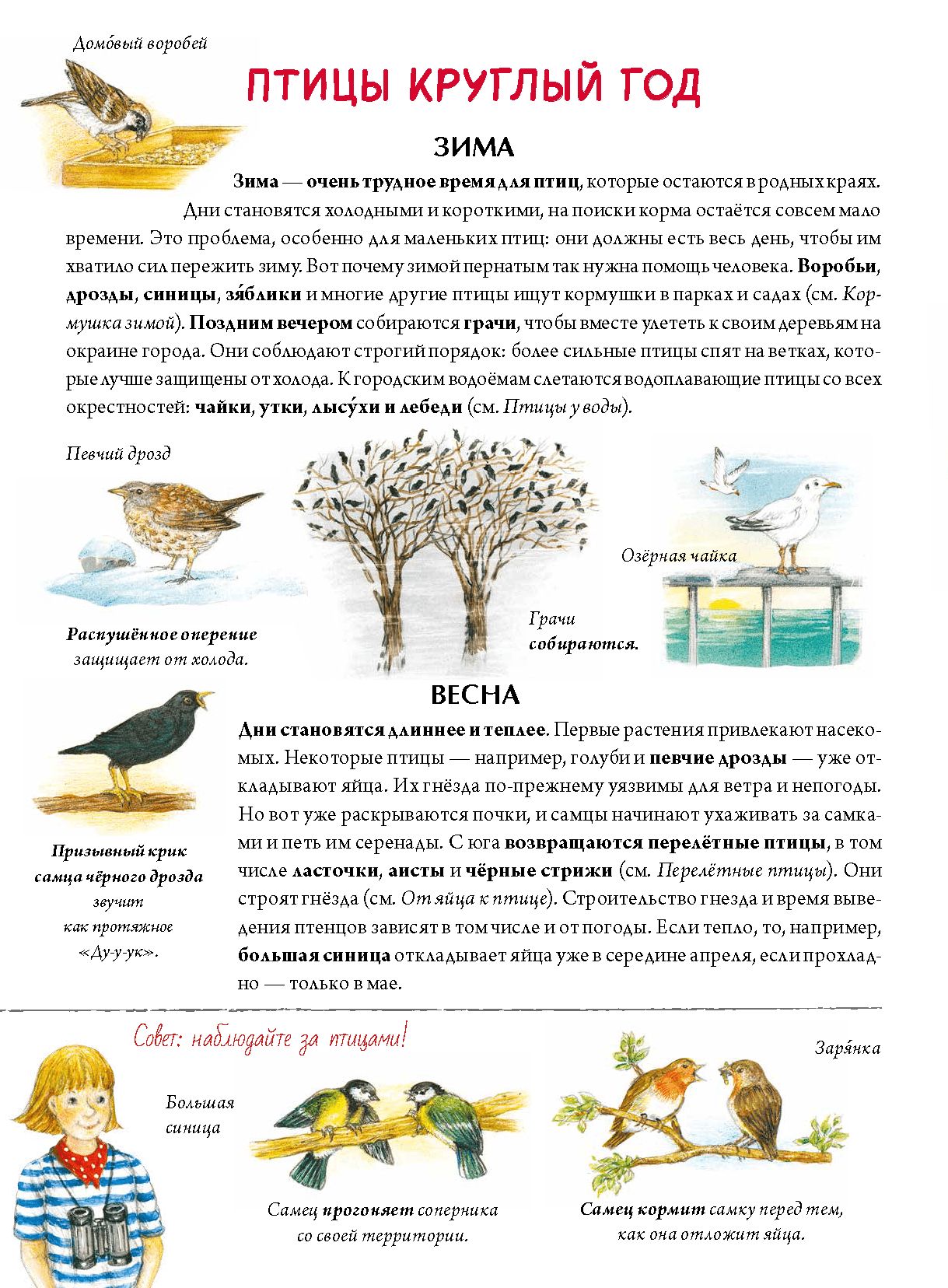 Книга о птицах. BIObook А. Толмачёва | Birds Book. BIObook - Ozon image 7