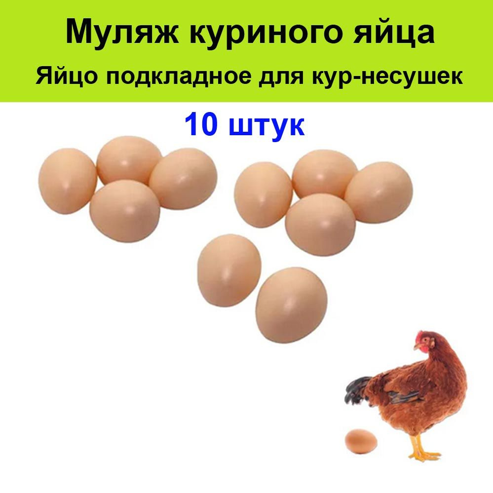 Образование яйца у курицы