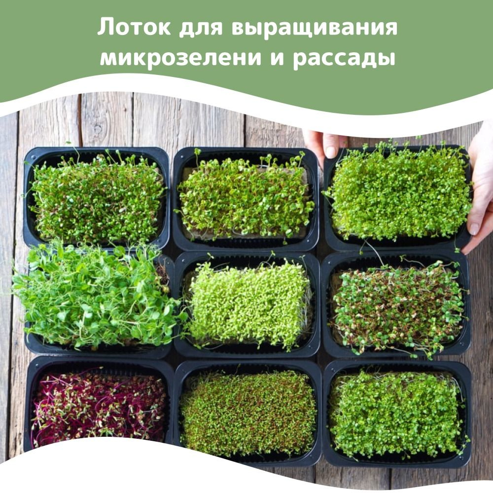 Набор для выращивания, Горох, Микрозелень купить по выгодной цене в  интернет-магазине OZON (820744610)