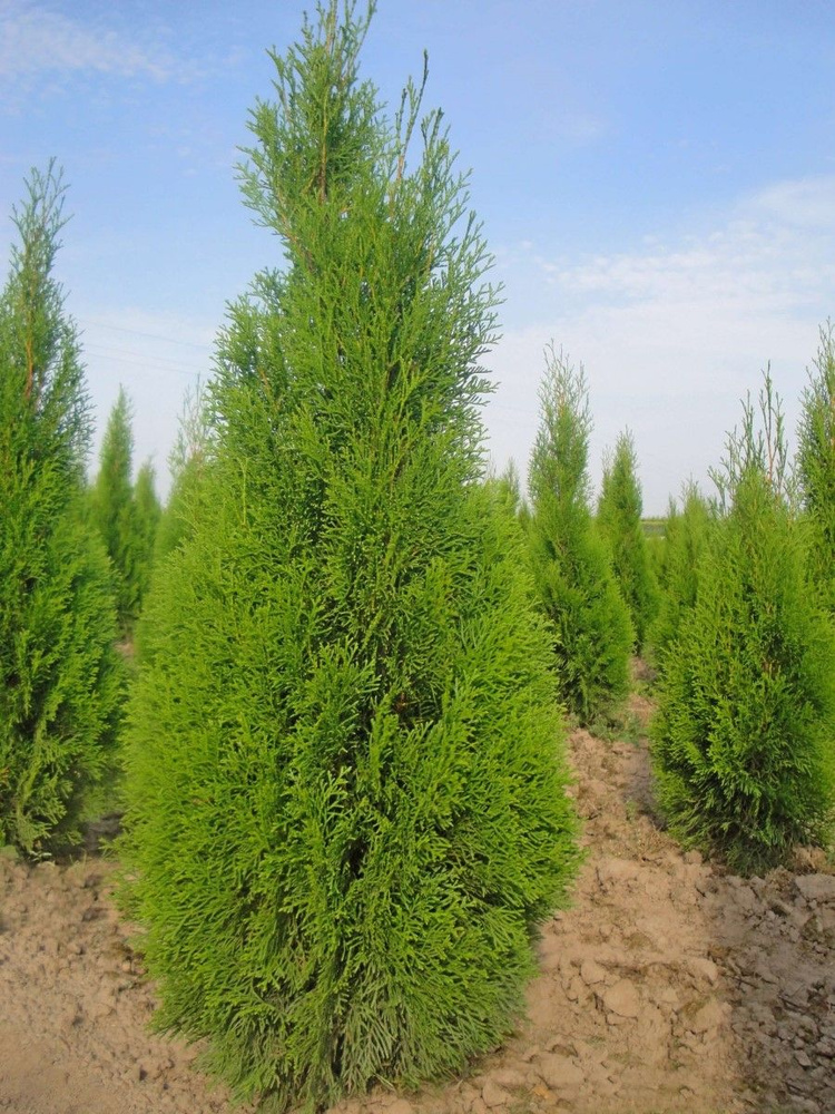 Семена Туя западная Смарагд (Thuja occidentalis Smaragd), 90 штук #1