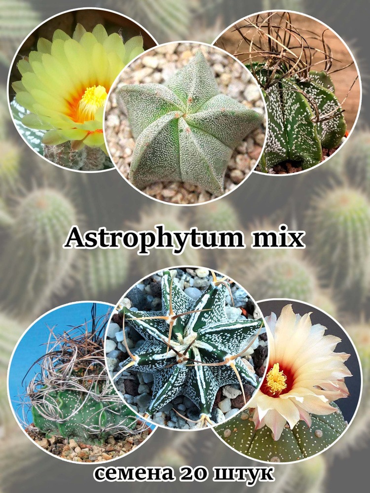 Кактус Astrophytum (смесь видов) семена 20 штук #1