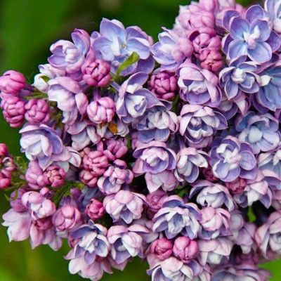 Сирень Ами Шотт (обыкновенная) в горшке Р9 (0.5 л), 1 саженец - купить ...