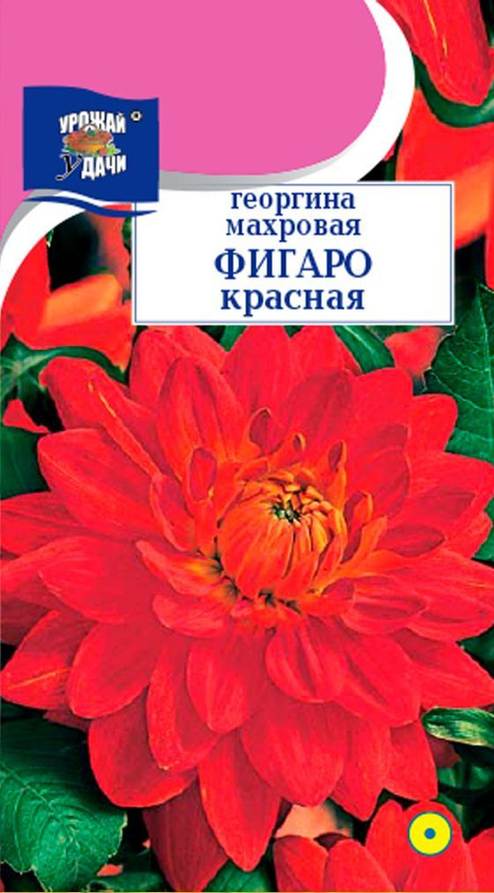 Семена Георгина низкорослая ФИГАРО КРАСНАЯ (Семена УРОЖАЙ УДАЧИ, 0,05г в упаковке)  #1