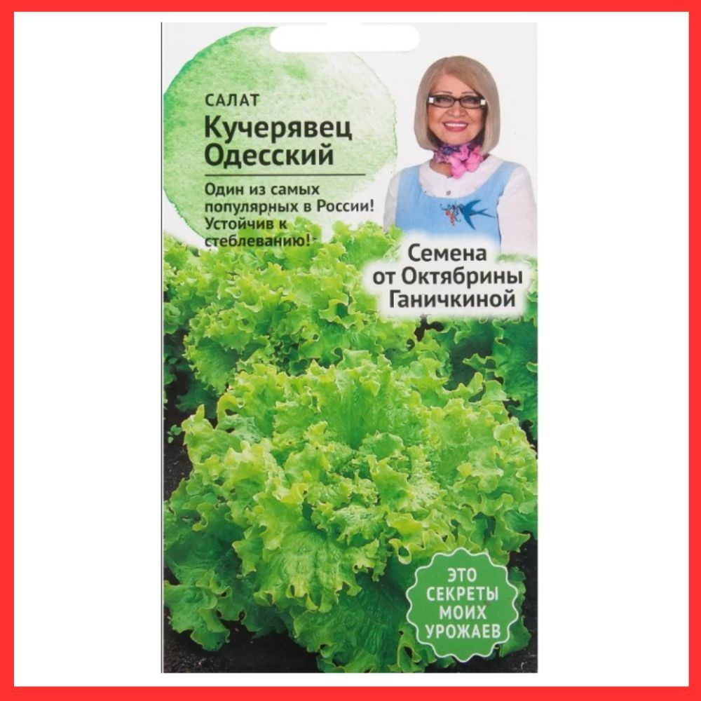 Семена Салат полукочанный "Кучерявец одесский" 1 г для дачи, огорода, открытого грунта / Овощи , зелень #1