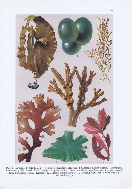 Антикварная хромотипия. Водоросли. Ламинария, цистозейра, фукус ...