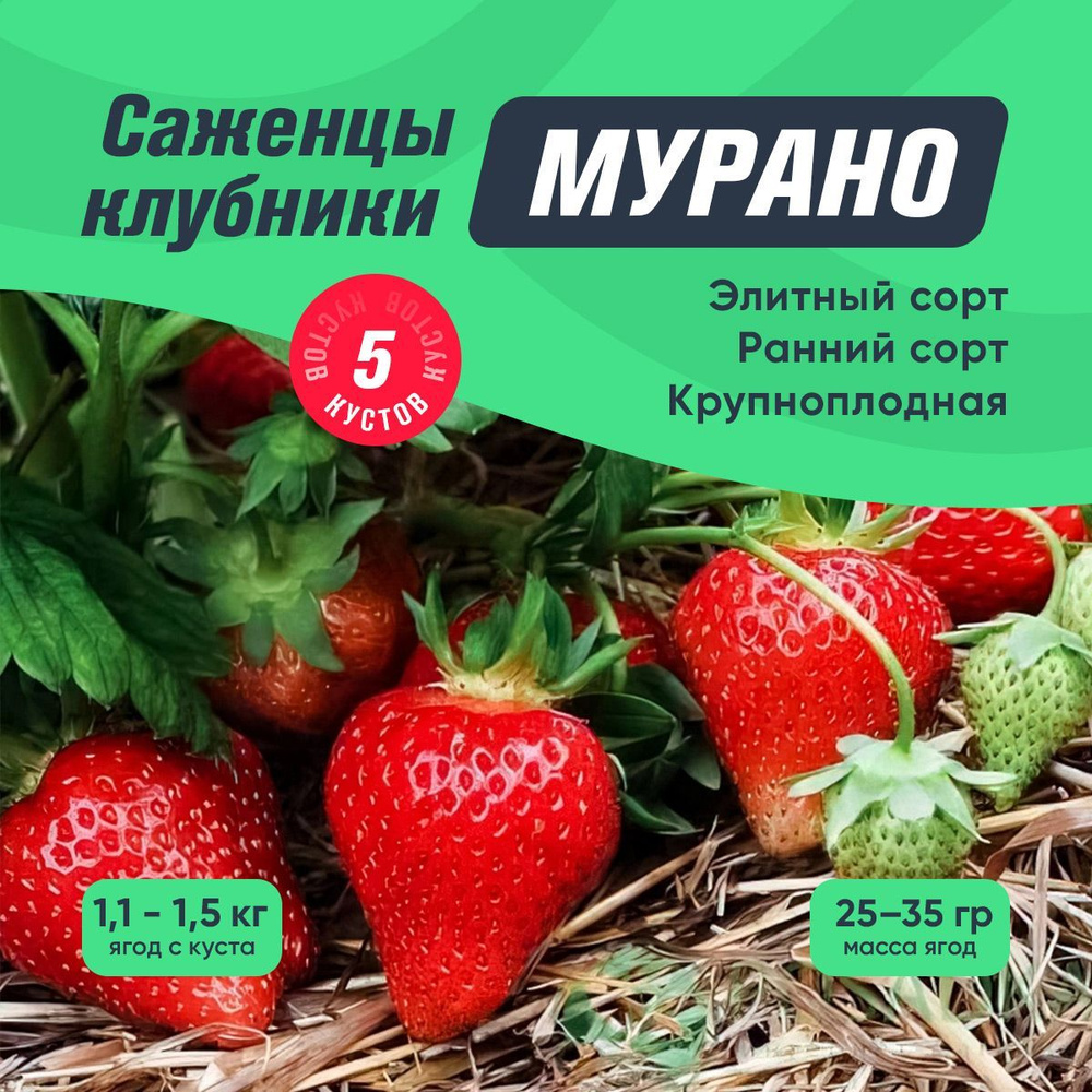 Саженцы клубники Мурано 5 кустов (крупноплодная клубника, ремонтантный сорт)