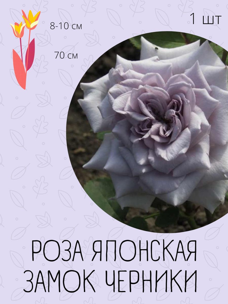 Роза цветок/Кустовая роза - купить с доставкой по выгодным ценам в ...