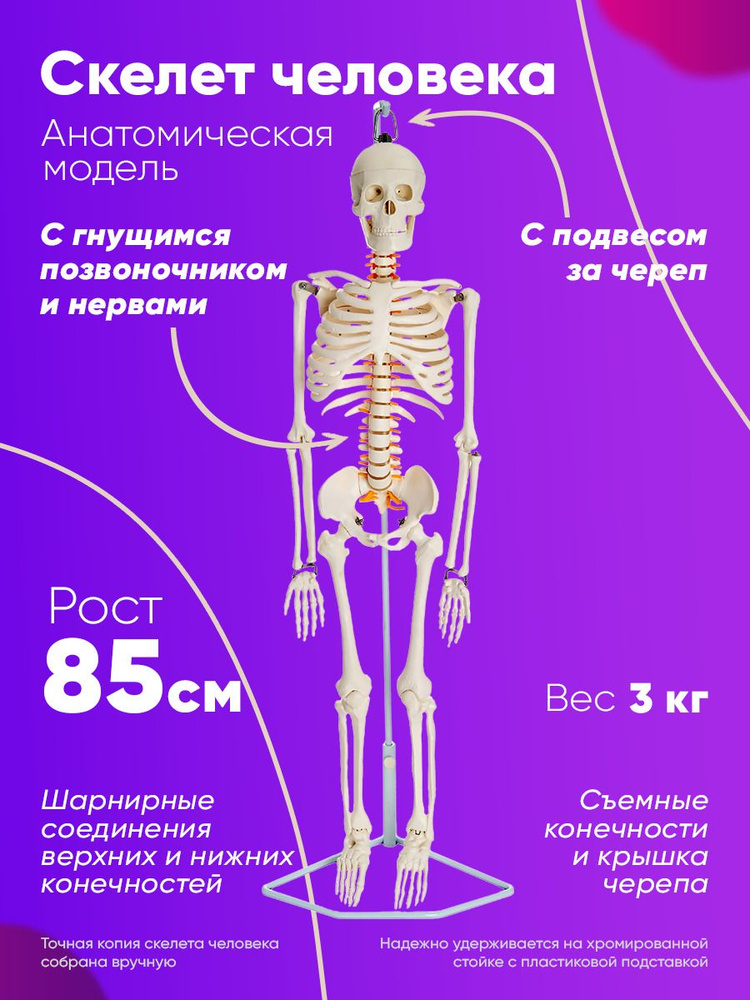 Искусство рисования арт скелета человека