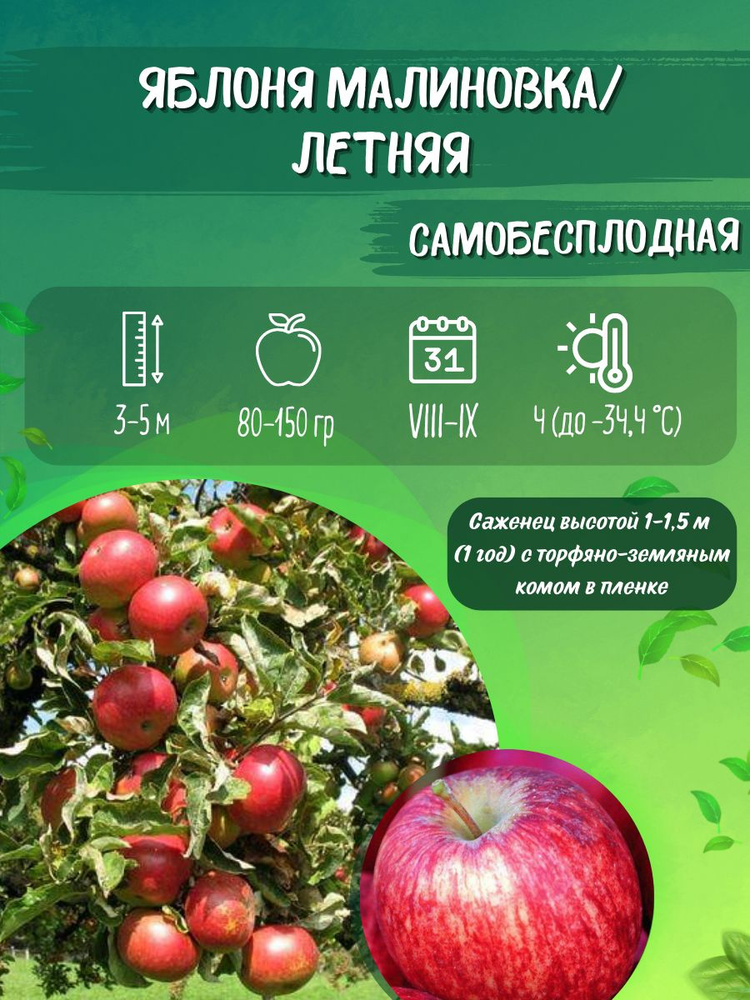 Яблоня Малиновка/Летняя (саженец 1-1,5 м; 1 год) - купить с доставкой повыгодным ценам в интернет-магазине OZON (1223942427)