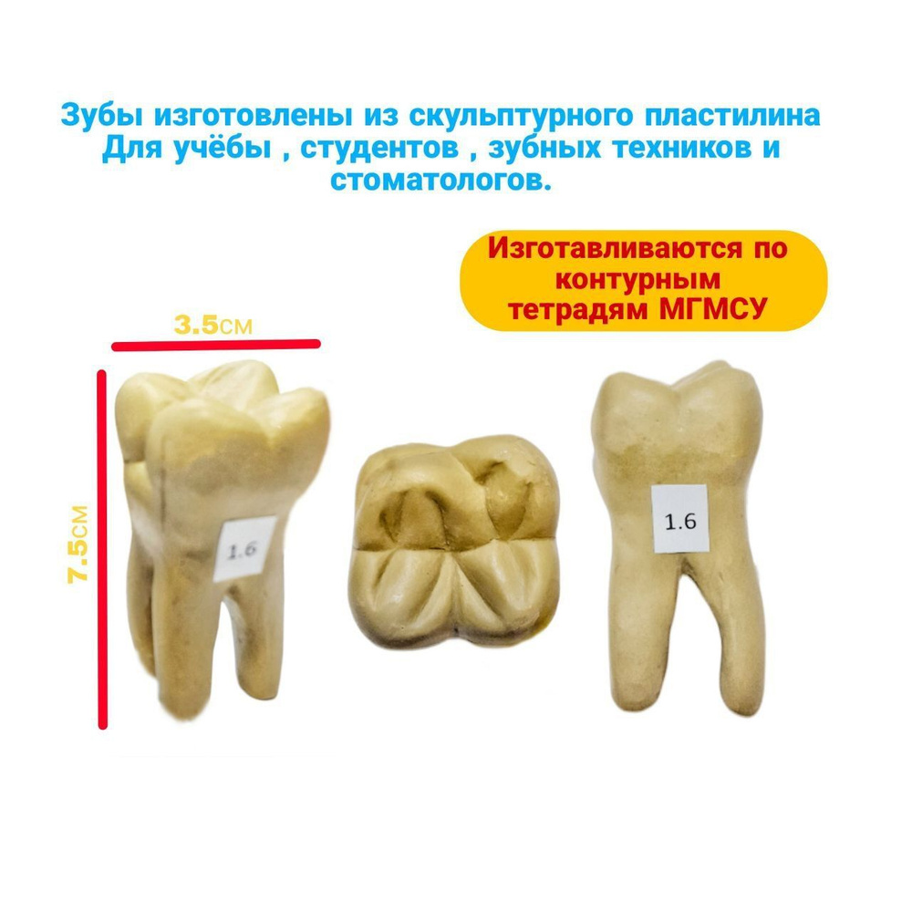 Методологические подходы к моделированию зубов из пластичных материалов