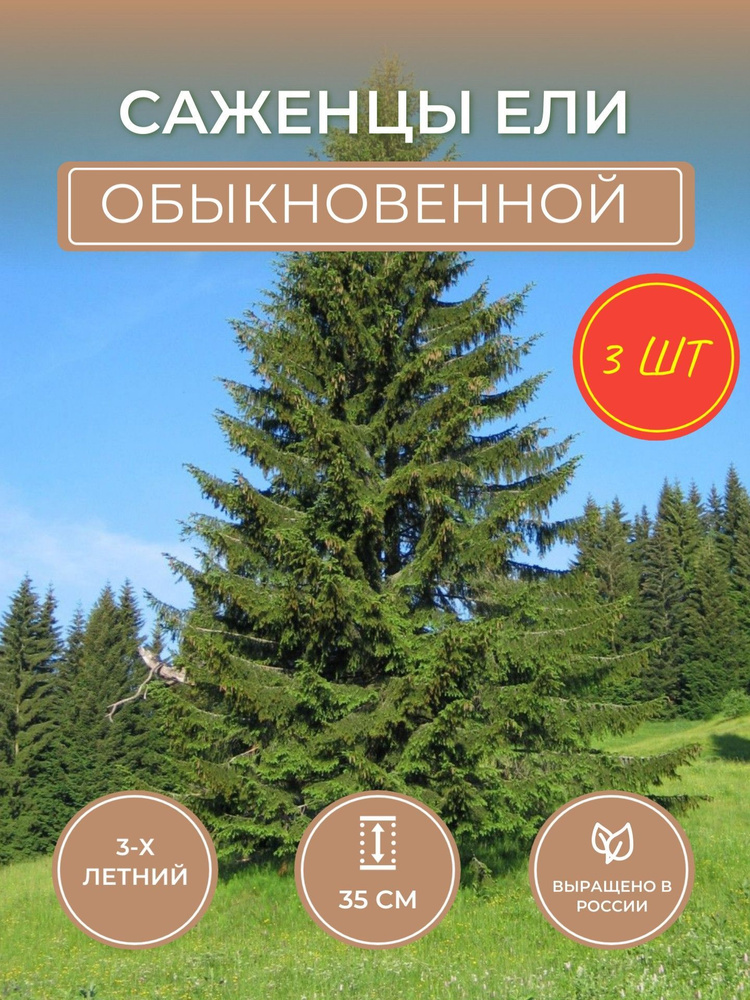 Саженцы Ели обыкновенной - купить с доставкой по выгодным ценам в ...