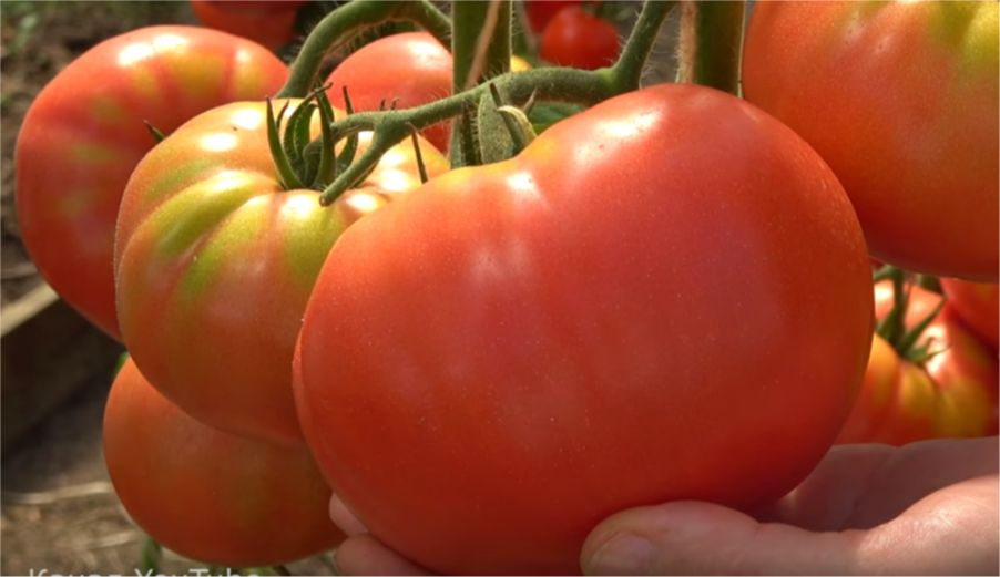 Томаты Сибирский сад Томат. - купить по выгодным ценам в интернет-магазине OZON 