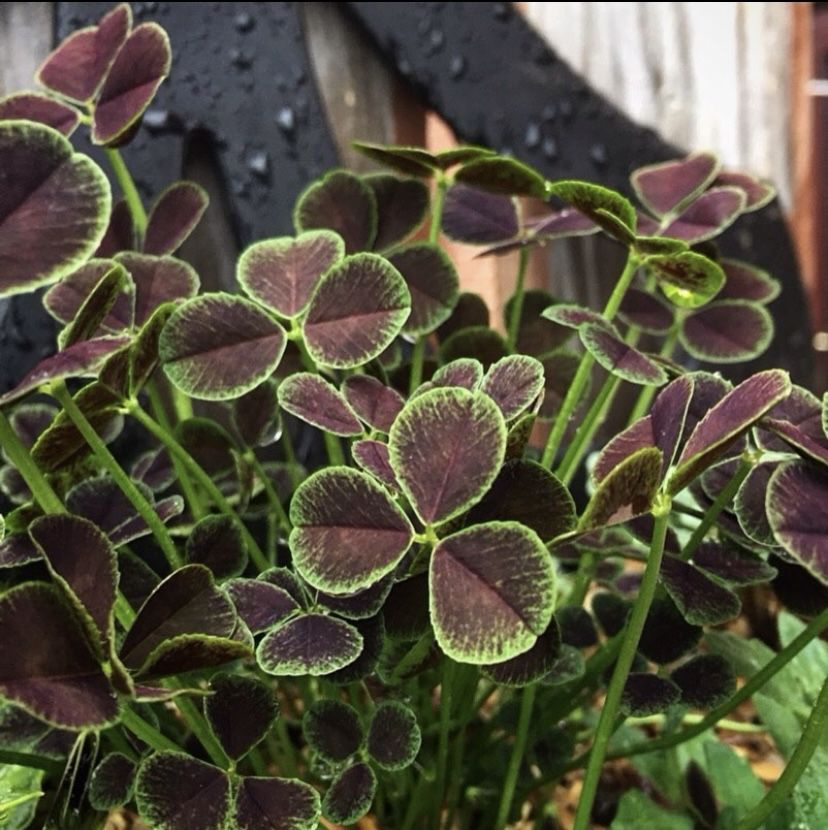 Клевер ползучий пурпурносердцевидный. купить на OZON по низкой цене ...