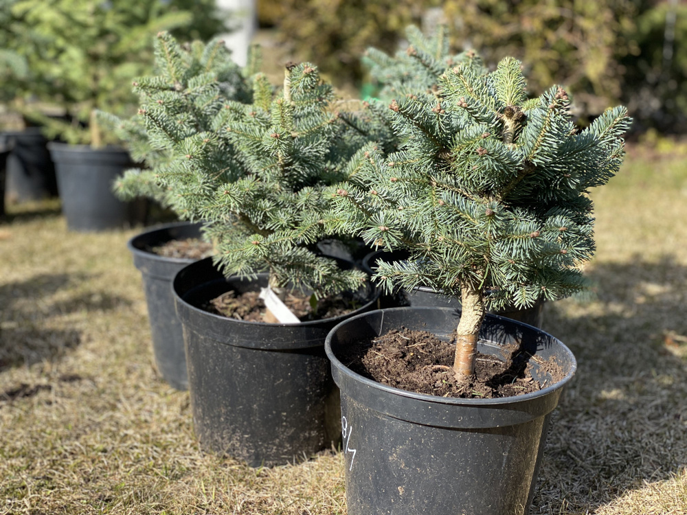Пихта корейская - 20-30см, горшок 3 литра купить на OZON по низкой цене ...