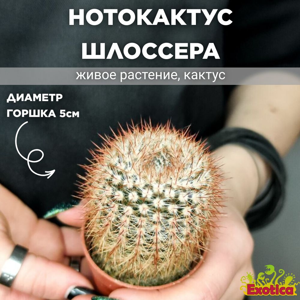 Нотокактус Шлоссера (Notocactus Schlosseri) D5см #1