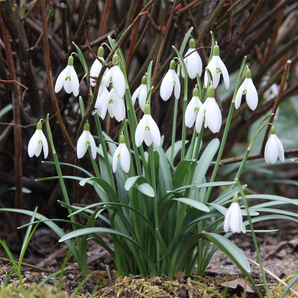 Подснежник Галантус - Galanthus (луковицы для посадки 10 шт)/ клубни,  делёнки многолетних растений, корни / для дачи, сада, дома и балкона