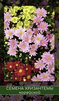 Дубки цветы многолетние: подборка картинок
