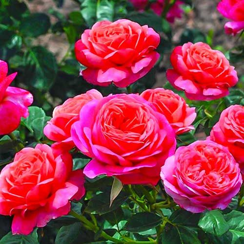 Роза Роза флорибунда Пич Ваза, саженец 1 шт. купить на OZON по низкой