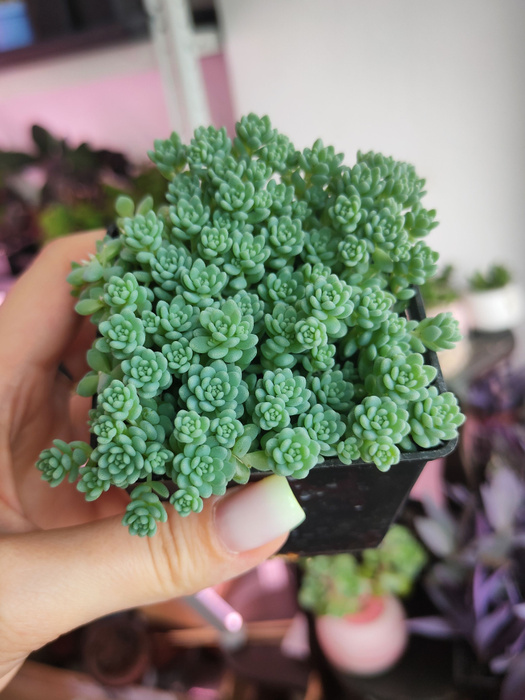 Седум густолистный/очиток/срез, 3 шт - купить по выгодной цене в ...