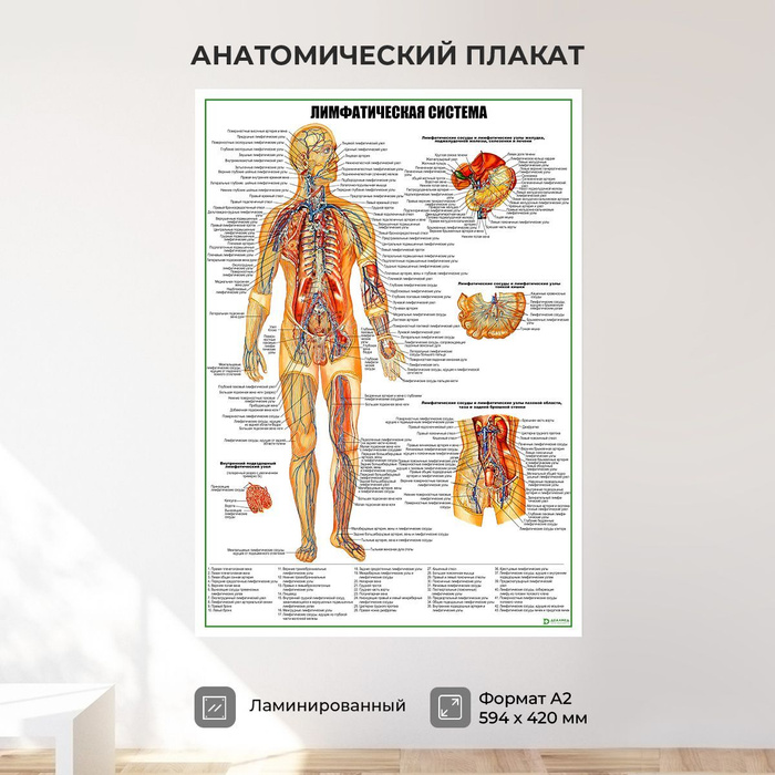 Анатомический плакат. Анатомические плакаты. Плакаты по анатомии. Плакат анатомия в цифрах. Мочеполовая система плакат.