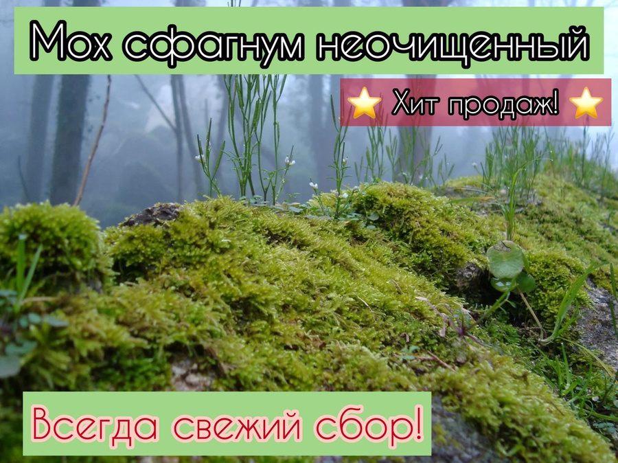 Мох сфагнум Spagmoss