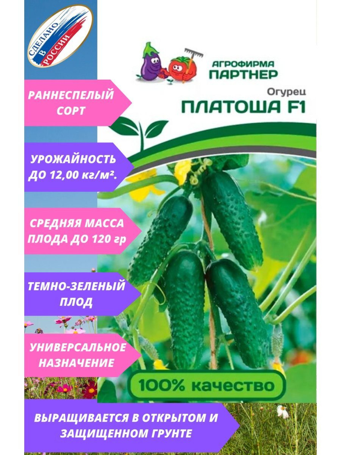 Партнер огурец отелло f1. Платоша огурец описание и отзывы. Платоша огурец описание и отзывы. Сорт огурцов платоша. Партнер огурец платоша f1.