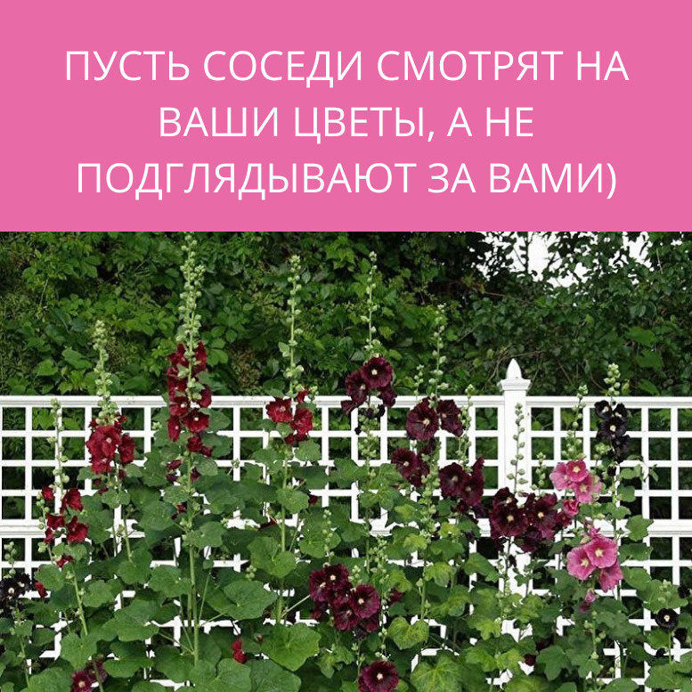 Цветки разнообразной окраски, собраны в крупное эффектное соцветие-кисть.